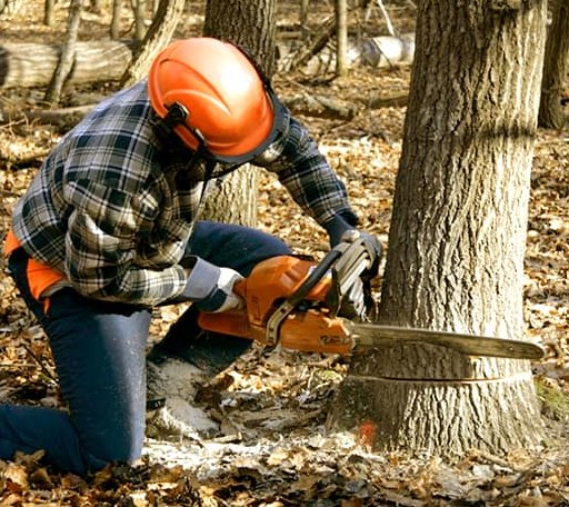 Tree Removal in Saint Charles, MI